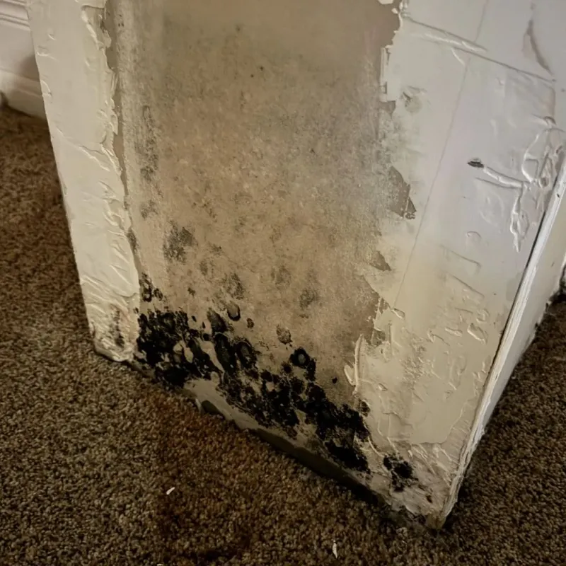 Professional Mold Removal in Morrisville, VT
